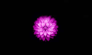 Fortryllende Lotusblomst i Blomst — Blomstret Wallpapers