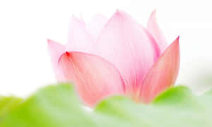 Fortryllende lyserød lotusblomst — Lotusblomst Wallpapers