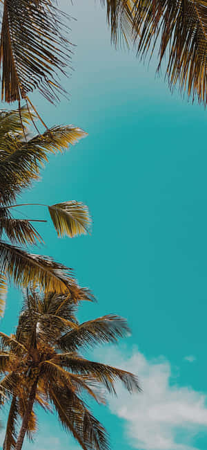 Fortryllende Skovsceneri til iPhone X — Honor GT Wallpapers