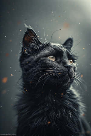 fotorealistisk, sort kat, filmisk, digital kunst, kattekunst, katteelskere, tapeter — iPhone 4 Wallpapers