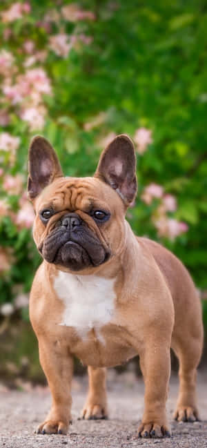 Fransk bulldog i parken — Oppo Reno15c Wallpapers