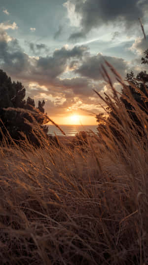 Horisont, Baggrund, Varm, Drømmende, Udendørs, Aften, Himmel, Sol, Mark, Græs, Eng, Landskab, Natur, Natur 4k, Solnedgang, Solnedgangsæstetik, Natursceneri, Naturkærlighed