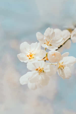 Hvid blomster baggrund — Huawei MatePad Edge Wallpapers