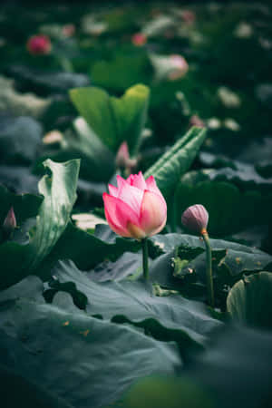 Fredfyldt Lotusblomst i Blomst i en Stille Dam — Lotusblomst Wallpapers