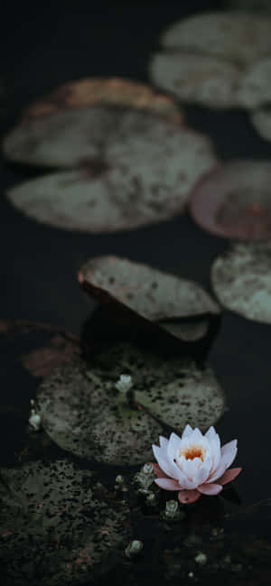 Fredfyldt lotusblomst i fuldt flor — Huawei Wallpapers