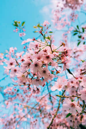 Fredfyldte forårstræer ved solopgang — Xiaomi Mix Wallpapers