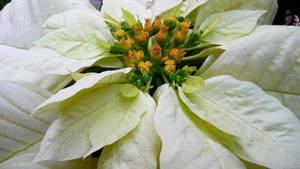 Freedom White Poinsettia wallpaper — Studio Display Wallpapers