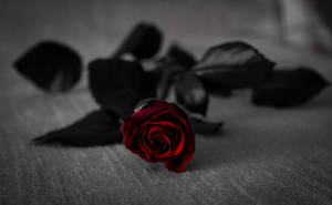 Frisk mørkerød rose — Rose æstetik Wallpapers