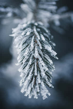 Frosne billeder — Honor MagicPad 3 Wallpapers