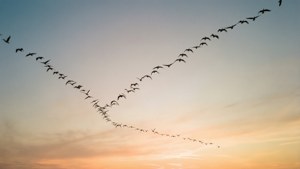En flok fugle i V-formation mod en solnedgangshimmel. — Himmeludsigt Wallpapers