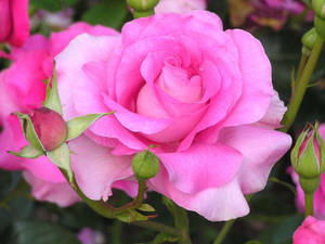 Alle roseblomst-baggrunde Baggrunde — Rose Blomst Wallpapers