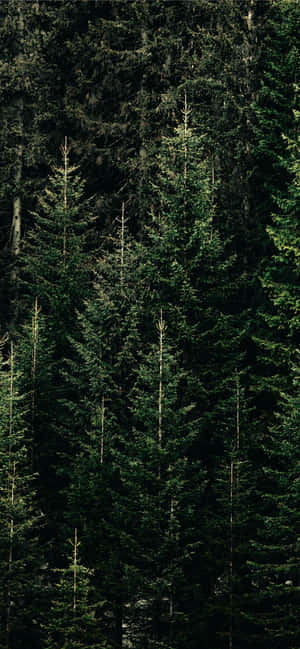 Fyrretræ Baggrund — OnePlus Turbo 6X Wallpapers