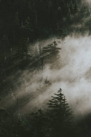 Fyrretræer i Smoky Mountains — Xiaomi Pad 7S Pro 12.5 Wallpapers