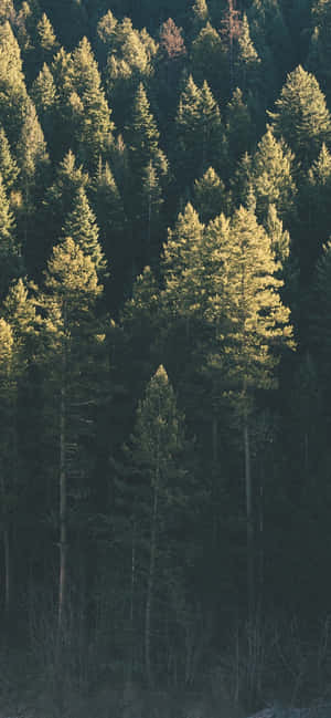 Trees iPhone — Redmi Note 17 Wallpapers