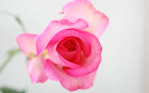 Roseblomster tapeter — Rose Blomst Wallpapers