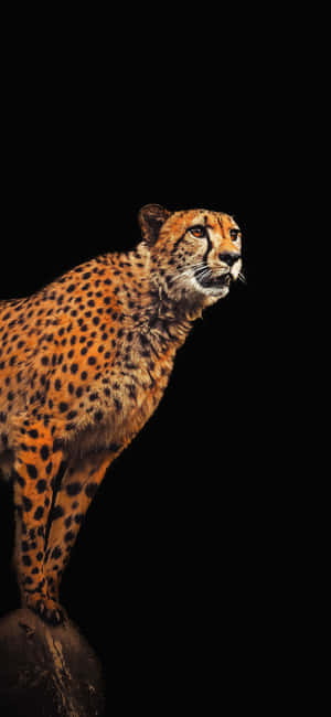 Cheetah Iphone — Oppo Reno16c Wallpapers