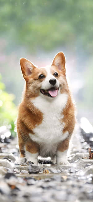 Corgi-baggrund — iPhone 16 Wallpapers