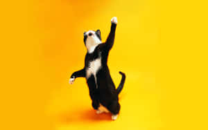 Glad dansende kat på gul baggrund.jpg