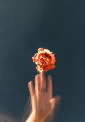 Glitch Orange Rose Æstetik