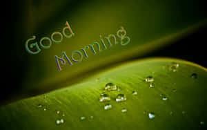 Godmorgen dugdråber på blad — God morgen min elskede Wallpapers