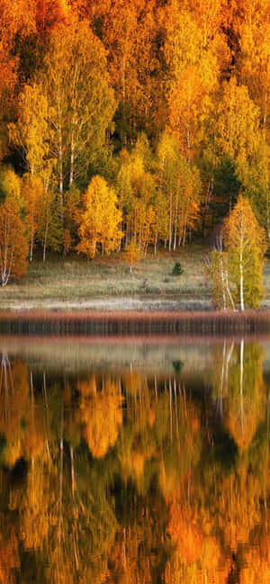 Iphone Xs Max Efterårsbaggrund — Infinix Note 50x Wallpapers