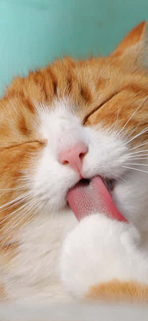 Cute Animal Iphone — iPhone 15 Plus Wallpapers