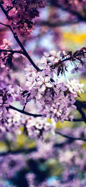 Regnbueblomst iPhone — iPhone 12 Wallpapers