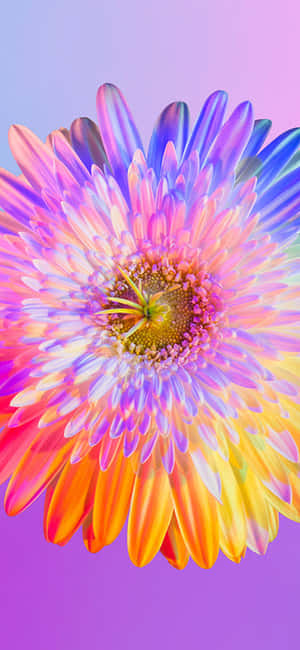 Rainbow Flower iPhone — Samsung Galaxy S20 Wallpapers