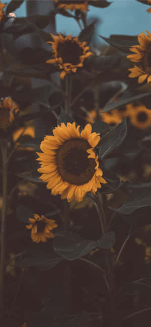 Sød iPhone-blomst — Vivo X500 Wallpapers