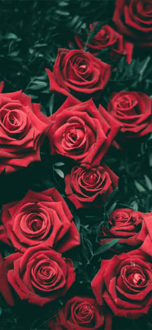 Goth 1242 x 2688 baggrund — 3440x1440 Wallpapers
