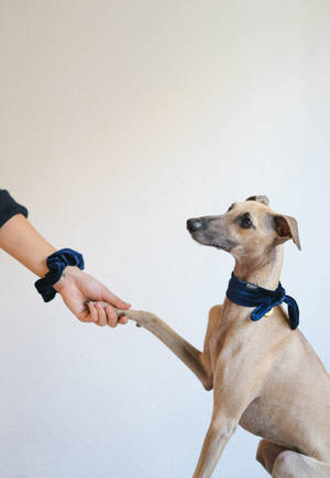 Greyhound Håndtryk Tapet — Oppo Pad 6 Wallpapers