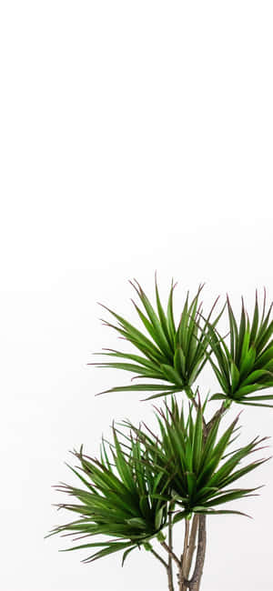 Grøn Plante Æstetik — Motorola Edge (2025) Wallpapers