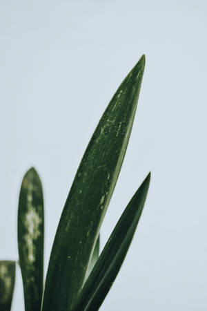 Grøn minimalistisk baggrund — Mørk blomstret Wallpapers