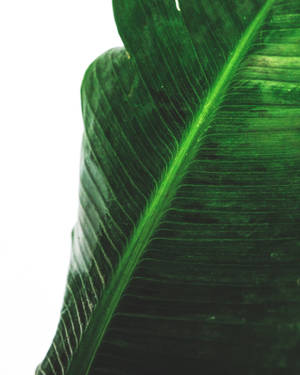 Grønt bananblad fotografi baggrund — 4:5 Wallpapers