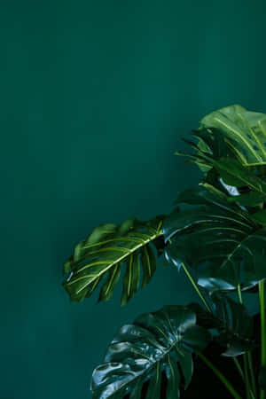 Grøn æstetisk baggrund — Huawei MatePad 11.5 (2025) Wallpapers