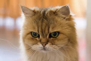 Grumpy Cat-billeder — MacBook Air 15 Wallpapers