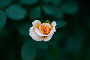dybdeskarp fotografi af orange rose — Rose Blomst Wallpapers