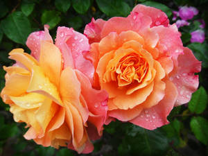 Gul Pink Rose Æstetik