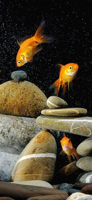 Guldfisk og sten mobilbaggrund — iPhone 14 Pro Max Wallpapers