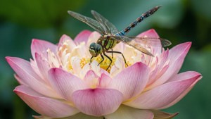 Makro af en lotus med en guldsmed, grøn baggrund.