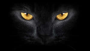 Gyldne katteøjne sort — Cat Noir Wallpapers