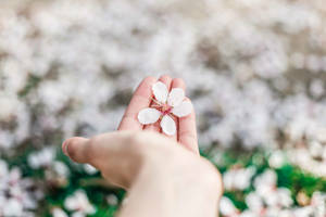 Hånd der holder en falden hvid forårsblomst baggrund