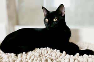 Billeder af sorte katte — MacBook Air Wallpapers