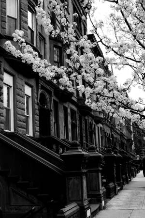 Harlem kvarter New York sort og hvid — Xiaomi Pad 8 Pro Wallpapers