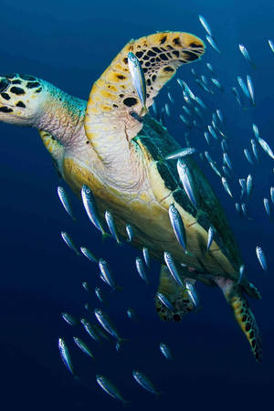 Hawksbill havskildpadde fotografi — Xiaomi Pad 7S Pro 12.5 Wallpapers