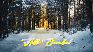 Hej December Vinterskov baggrund — Daggry Wallpapers