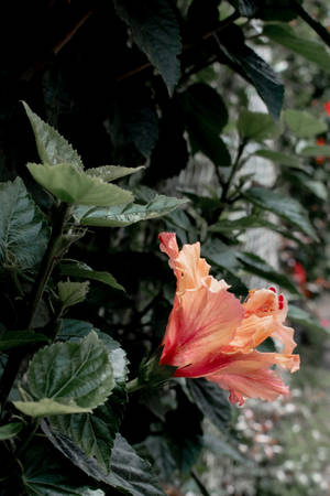 Hibiscusblomst Plante Æstetik