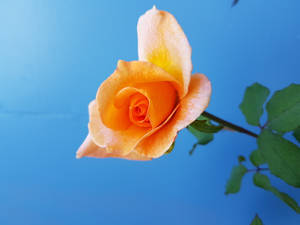 orange blomst — Rose Blomst Wallpapers
