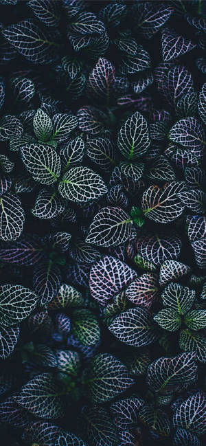 Plants iPhone — Galaxy A18 Wallpapers