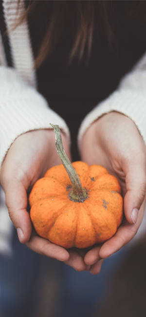 Holder Et Lille Græskar Til Thanksgiving iPhone — iPhone 17e Wallpapers